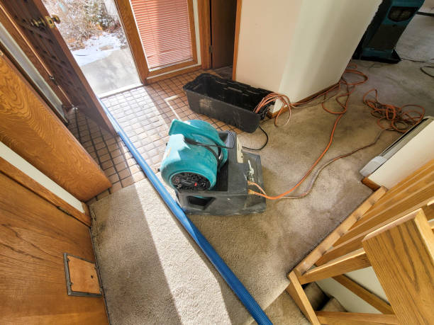 Best Mold removal after water damage  in Arlington, MN