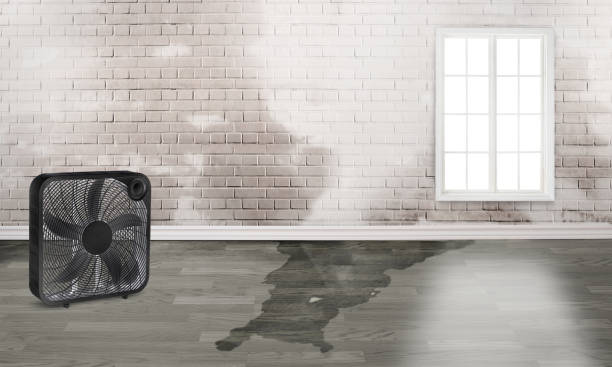 Best Ceiling water damage repair  in Arlington, MN